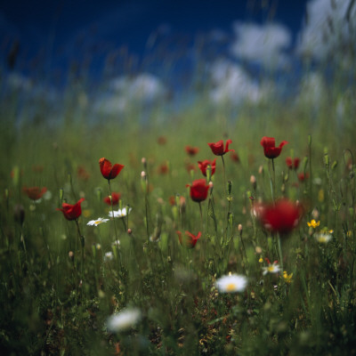 Poppies And Other Wildflowers by Lars Dahlstrom Pricing Limited Edition Print image