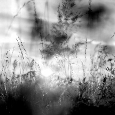 Plants In A Field by Maria Olsson Pricing Limited Edition Print image