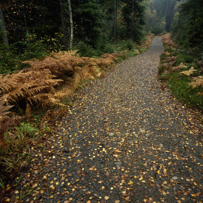 A Footpath In A Forest Covered With Autumn Leaves by Ove Eriksson Pricing Limited Edition Print image