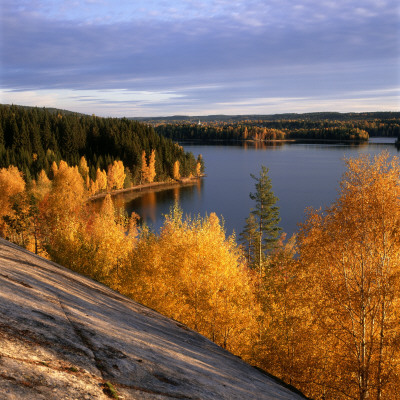 Trees By A Lake, Some Of Them In Autumn Colours by Ove Eriksson Pricing Limited Edition Print image