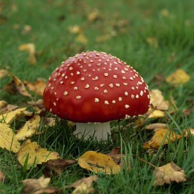 Fly-Agaric by Ove Eriksson Pricing Limited Edition Print image