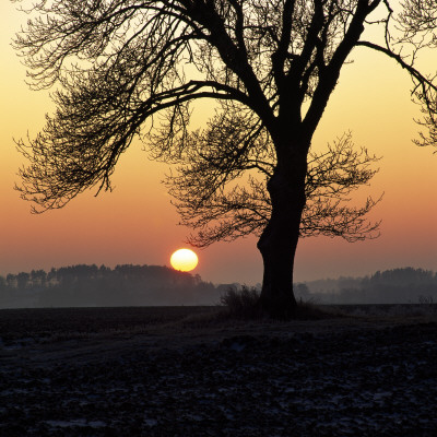 Bare Trees On A Landscape by Ove Eriksson Pricing Limited Edition Print image