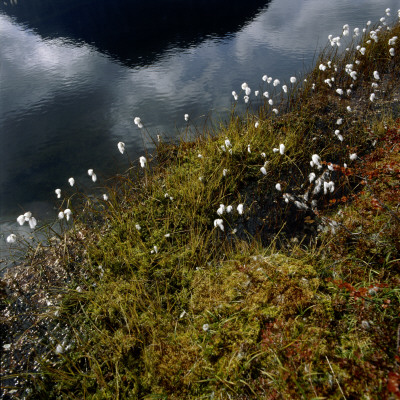 Cotton Grass By A Lake by Ove Eriksson Pricing Limited Edition Print image
