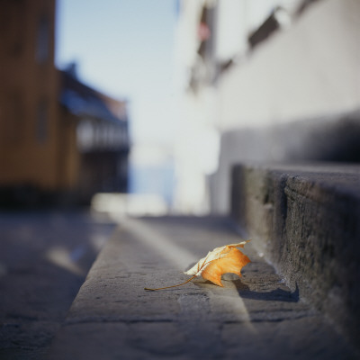 A Lonely Autumn Leaf Lying On Steps In Stockholm, Sweden by Richard Kail Pricing Limited Edition Print image