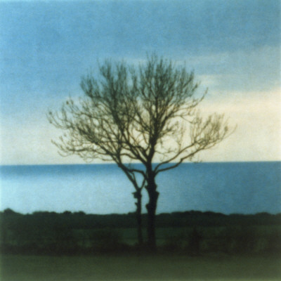 A Bare Tree In Skane, Sweden by Mikael Bertmar Pricing Limited Edition Print image