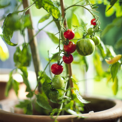 Indoor Tomatoes by Niclas Albinsson Pricing Limited Edition Print image