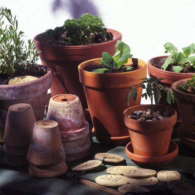 Indoor Plants Outdoors by Helene Toresdotter Pricing Limited Edition Print image