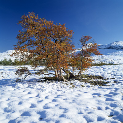 A Tree Surrounded By Snow In Early Winter by Lars Dahlstrom Pricing Limited Edition Print image