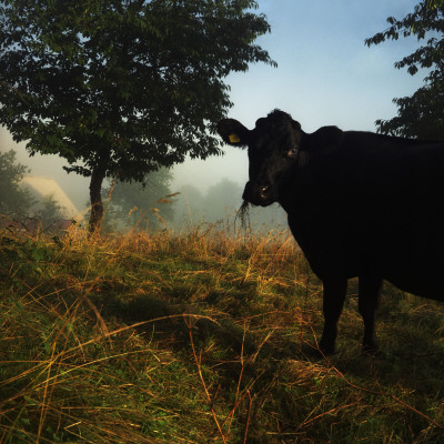 Black Cow, Sweden by Mikael Andersson Pricing Limited Edition Print image