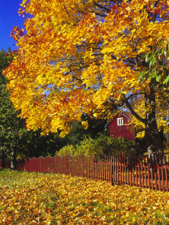 Autumn Leaves In Rural Area by Birger Lallo Pricing Limited Edition Print image