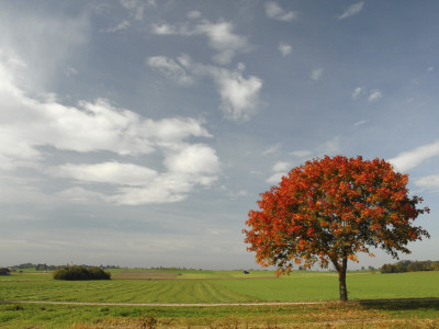 Autumn Tree by Axel Drosta Pricing Limited Edition Print image