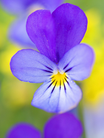 Heartsease (Viola Tricolor), Sweden by Anders Ekholm Pricing Limited Edition Print image