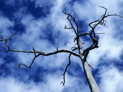 Low Angle View Of A Bare Tree by Bjorn Alander Pricing Limited Edition Print image