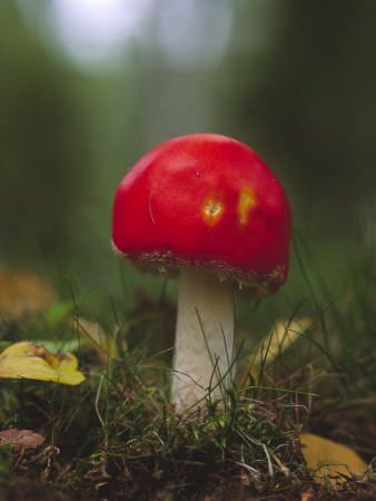 Close-Up Of A Mushroom by Bjorn Alander Pricing Limited Edition Print image