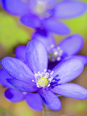 Hepatica Nobilis, Sweden by Anders Ekholm Pricing Limited Edition Print image