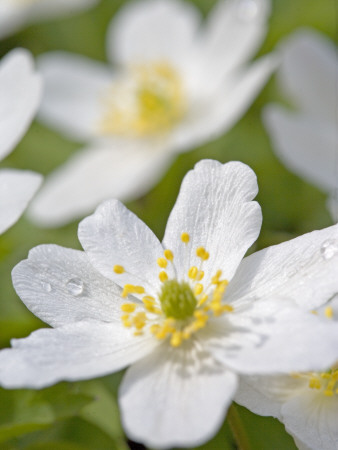 Anemone Nemorosa, Sweden by Anders Ekholm Pricing Limited Edition Print image