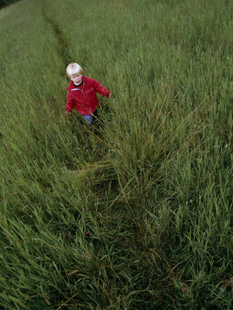 High Angle View Of A Boy Walking In A Field by David Skoog Pricing Limited Edition Print image