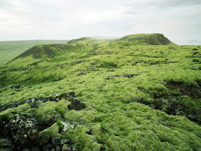 Mossy Lava Field In South Iceland by Atli Mar Hafsteinsson Pricing Limited Edition Print image