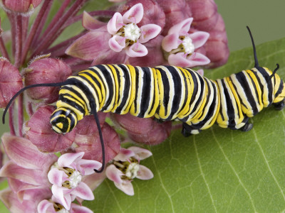 Monarch Caterpillar On Milkweed Plant by Cathy Keifer Pricing Limited Edition Print image