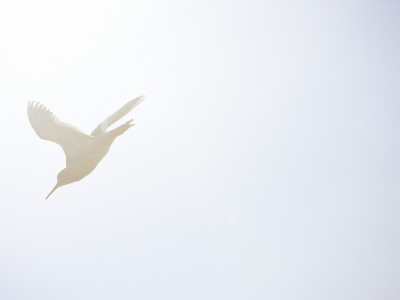 A Bird Flying In The Sunshine by Atli Mar Hafsteinsson Pricing Limited Edition Print image