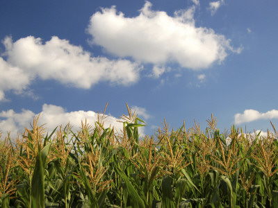 Corn Field And Sky by Gary Allard Pricing Limited Edition Print image