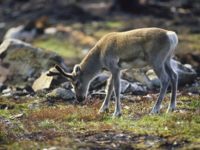 Side Profile Of A Deer Grazing In A Field by Hannu Hautala Pricing Limited Edition Print image