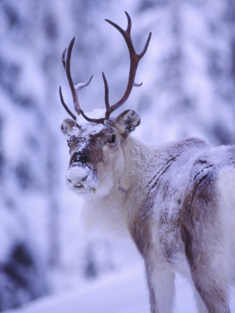 A Reindeer With Snow In Its Face by Hannu Hautala Pricing Limited Edition Print image