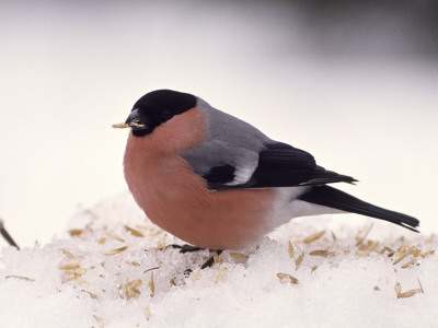 A Bullfinch (Pyrrhula Pyrrhula) by Hannu Hautala Pricing Limited Edition Print image