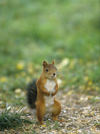 A Red Squirrel On The Ground by Hannu Hautala Pricing Limited Edition Print image
