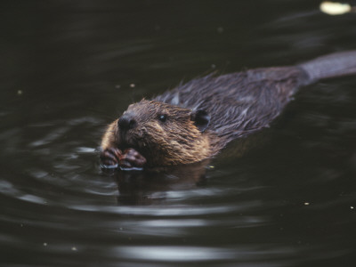 Rat Swimming In Water by Hannu Hautala Pricing Limited Edition Print image