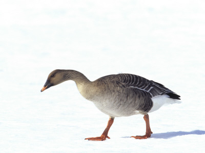 A Pink-Footed Goose by Hannu Hautala Pricing Limited Edition Print image
