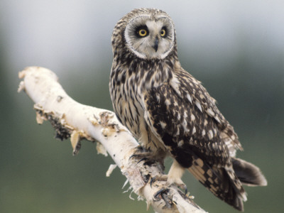 A Short-Eared Owl by Hannu Hautala Pricing Limited Edition Print image
