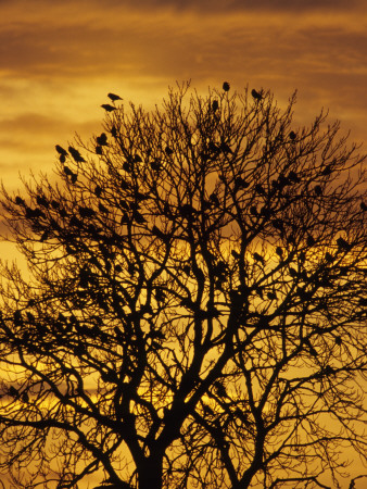 Silhouette Of Birds In A Bare Tree by Jorgen Larsson Pricing Limited Edition Print image