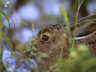 Close-Up Of A Rabbit Behind Plants by Jorgen Larsson Pricing Limited Edition Print image