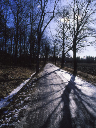 Trees On The Both Sides Of A Road by Jorgen Larsson Pricing Limited Edition Print image