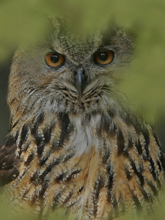 Close-Up Of An Owl by Jorgen Larsson Pricing Limited Edition Print image