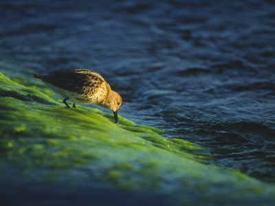 Bird On A Rock by Jorgen Larsson Pricing Limited Edition Print image