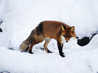 A Fox In Snow by Jorgen Larsson Pricing Limited Edition Print image