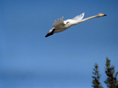 Whooper Swan (Cygnus Cygnus) In Flight by Kalervo Ojutkangas Pricing Limited Edition Print image