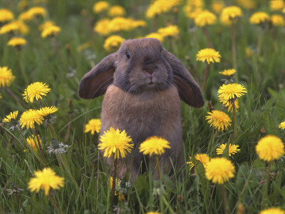 Close-Up Of A Rabbit In A Flower Field by Jorgen Larsson Pricing Limited Edition Print image