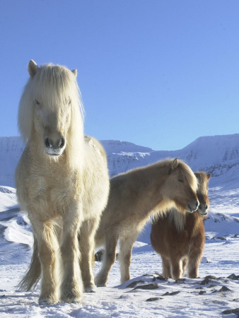 Icelandic Horses In Winter by Larus Karl Ingasson Pricing Limited Edition Print image