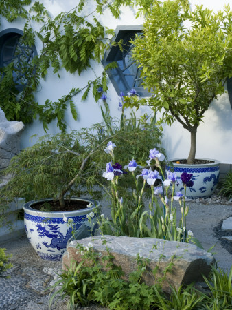 Citrus Tree In Chinese Container And Wisteria On White Wall, Chelsea 2007, Designer: Lesley Bremnes by Clive Nichols Pricing Limited Edition Print image