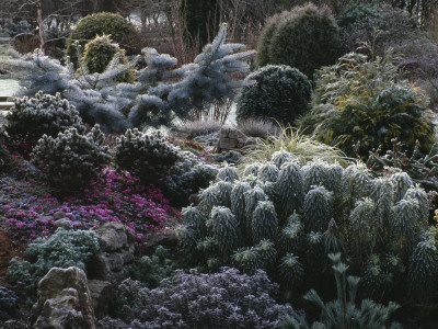 Hebe, Euphorbia, Conifers And Cyclamen In Frost Beside The Pool, Designer: John Massey by Clive Nichols Pricing Limited Edition Print image