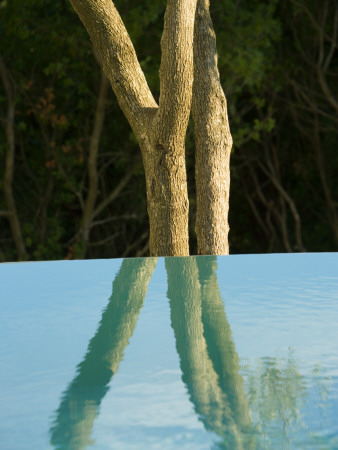 Reflection Of An Olive Tree In An Infinity Pool by Clive Nichols Pricing Limited Edition Print image