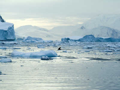 Whale, Neko Harbor, Antarctica by Natalie Tepper Pricing Limited Edition Print image