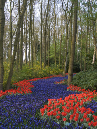 Flowers At Keukenhof Gardens, Near Leiden by Natalie Tepper Pricing Limited Edition Print image