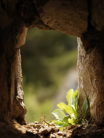Stone Portal With A Fern Growing, Window Of A Hillside Church, Hvar, Dalmatian Coast by Olwen Croft Pricing Limited Edition Print image