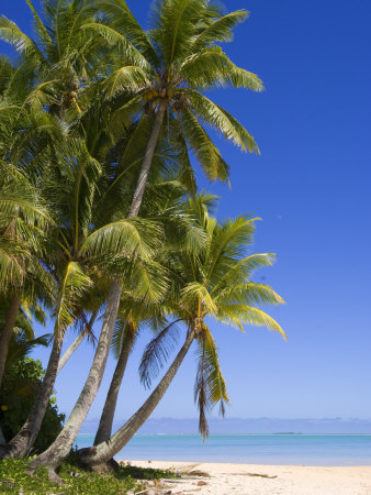 Palm Lined Beach, Cook Islands by Michael Defreitas Pricing Limited Edition Print image