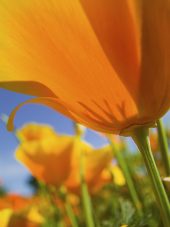 California Poppy With Blue Sky, Willamette Valley, Oregon, Usa by Terry Eggers Pricing Limited Edition Print image