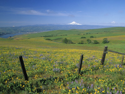 Arrowleaf Balsamroot And Lupine, Columbia River, Washington, Usa by Julie Eggers Pricing Limited Edition Print image